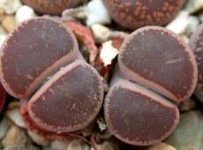 Lithops aaucampiae